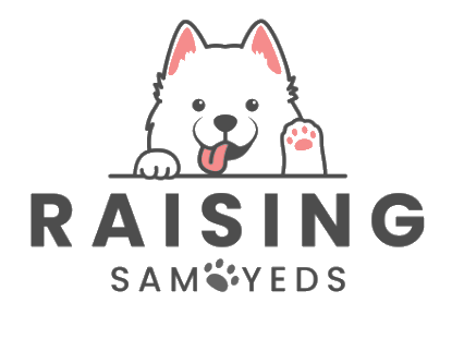 raising samoyeds