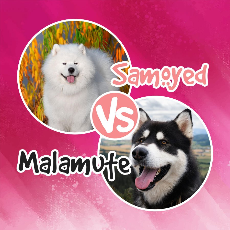 samoyed vs Malamute