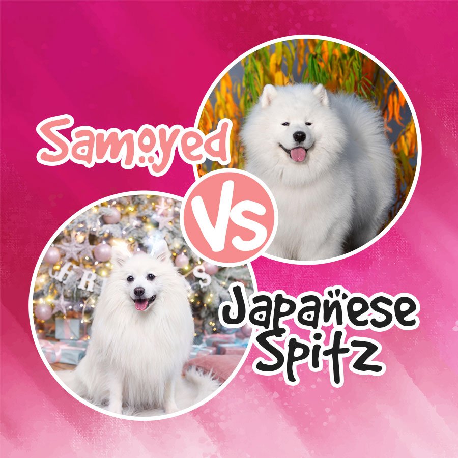 Samoyed Vs. Japanese Spitz