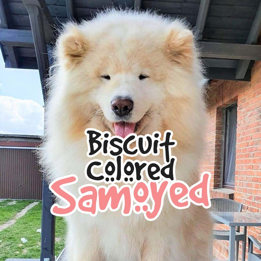 Biscuit Colored Samoyed