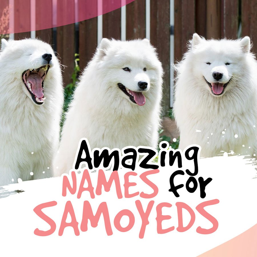 Amazing-Names-for-Samoyeds