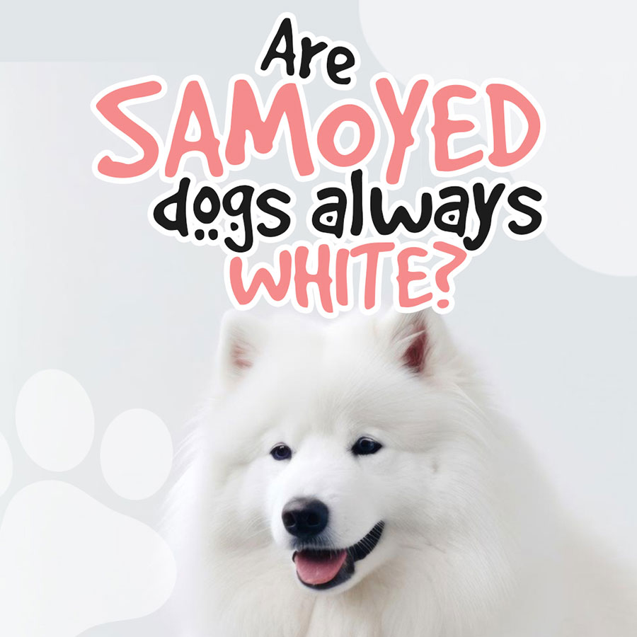 Are-Samoyed-dogs-always-white