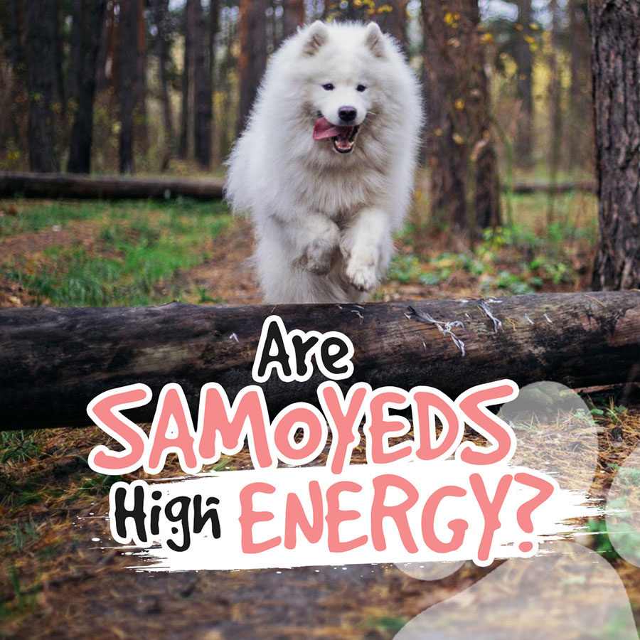 Are-Samoyeds-High-Energy