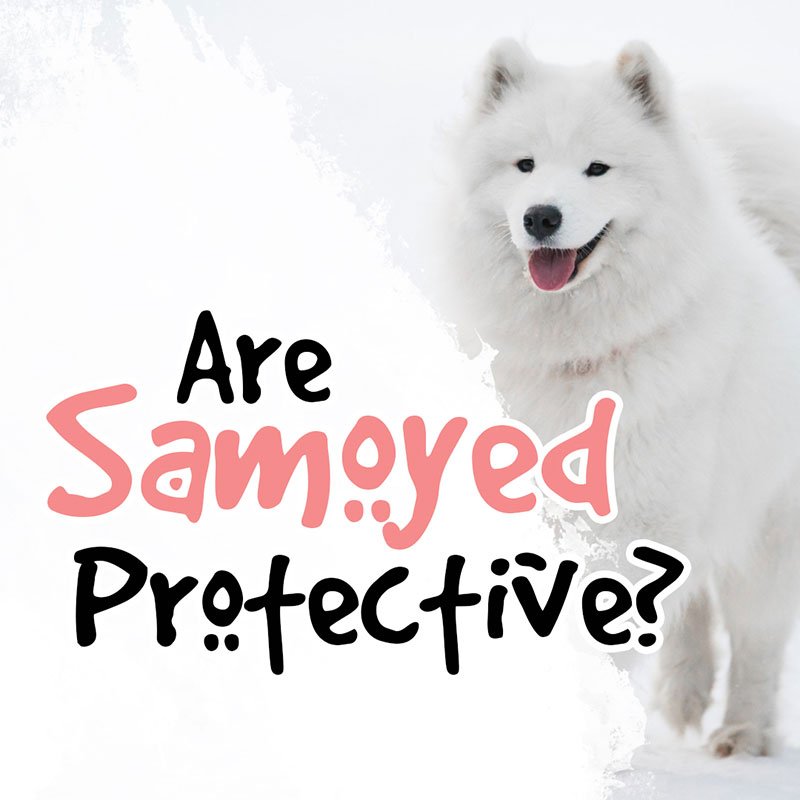 Are Samoyeds Protective