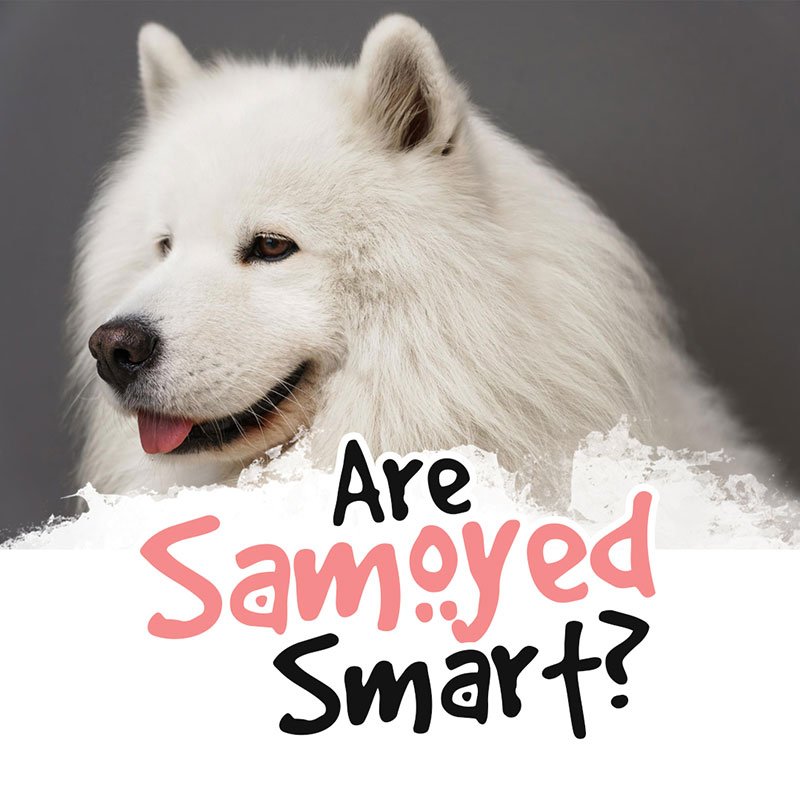 Are Samoyeds Smart