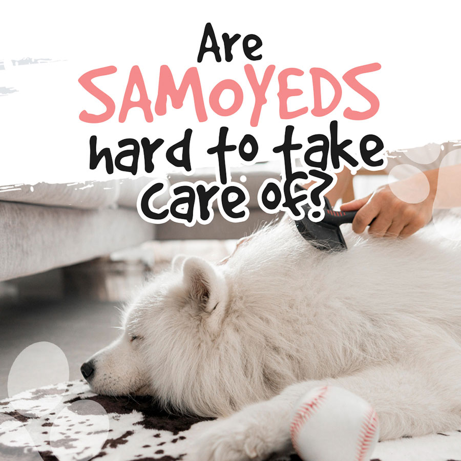 Are-Samoyeds-hard-to-take-care-of