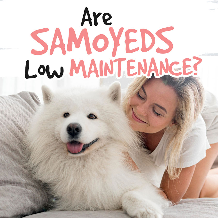 Are-Samoyeds-low-maintenance