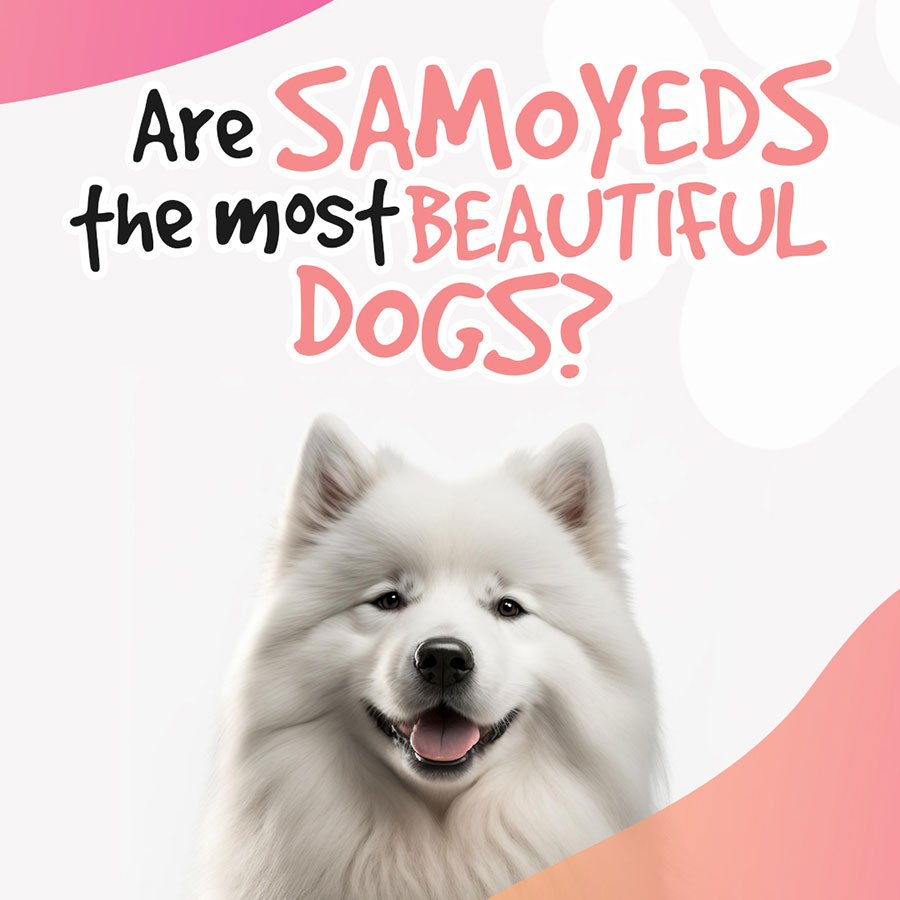 Are-Samoyeds-the-most-beautiful-dogs