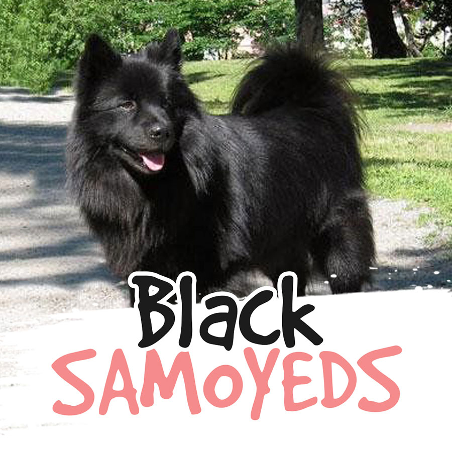 Black-samoyed