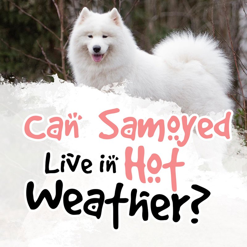 Can Samoyeds Live in Hot Weather