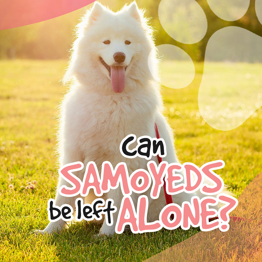 Can-Samoyeds-be-left-alone
