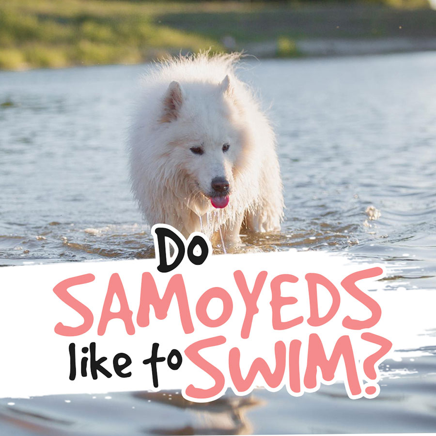 Do-Samoyeds-like-to-swim