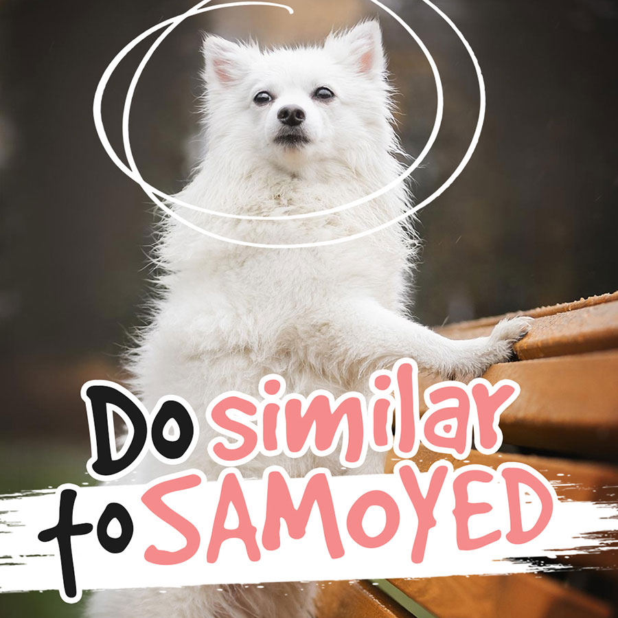 Dogs-similar-to-samoyed