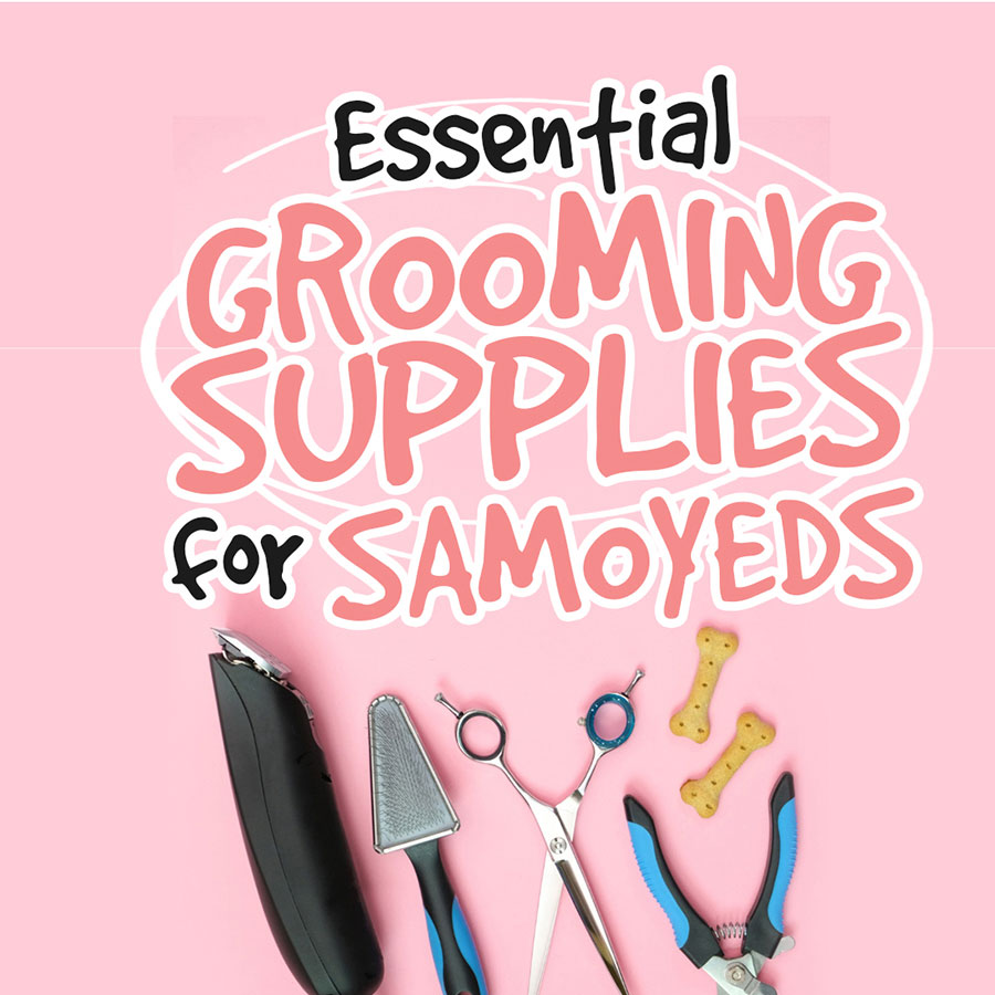 Essential-Grooming-Supplies-for-Samoyeds