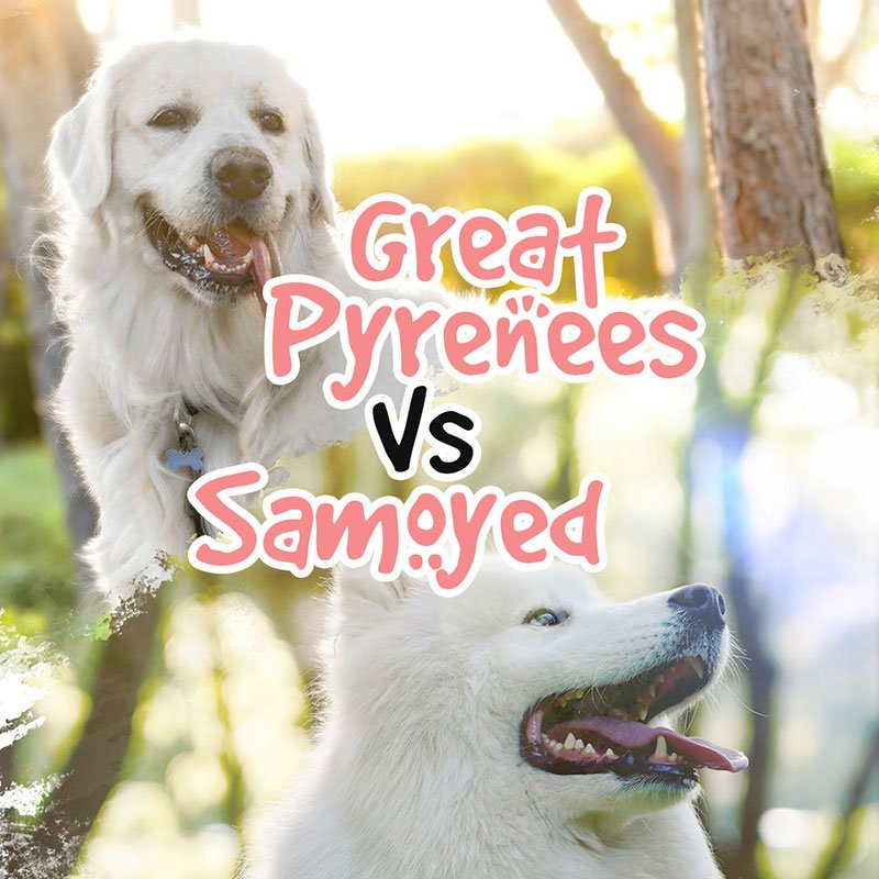 Great Pyrenees vs Samoyed