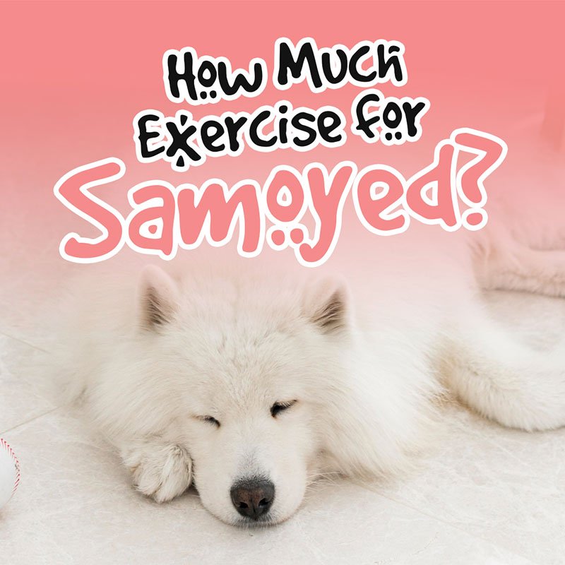 How Much Exercise for Samoyed