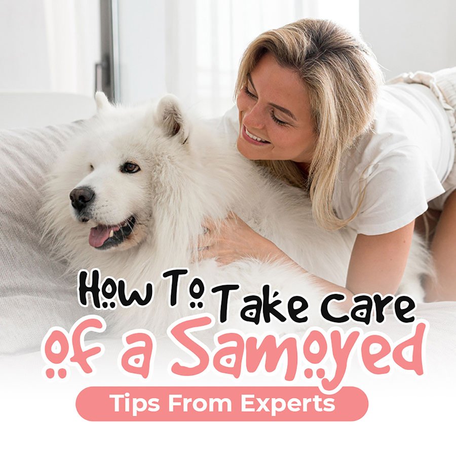 How to Take Care of a Samoyed