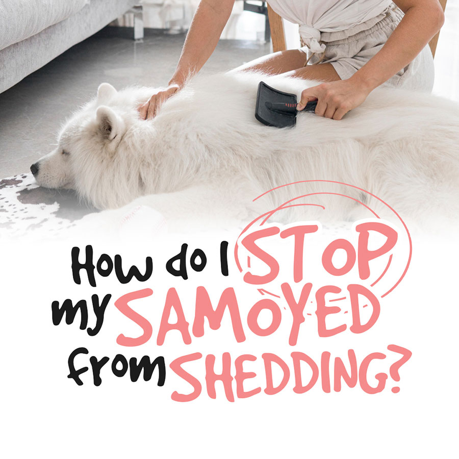 How-do-I-stop-my-Samoyed-from-shedding