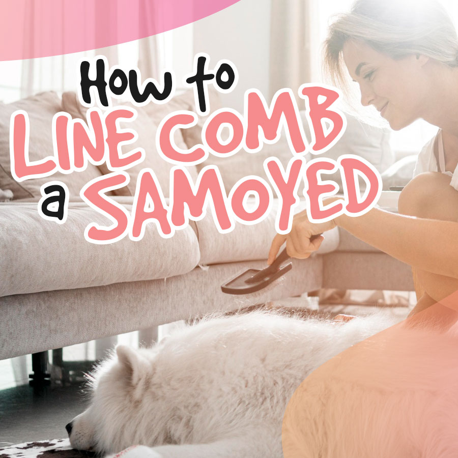 How-to-line-comb-a-Samoyed