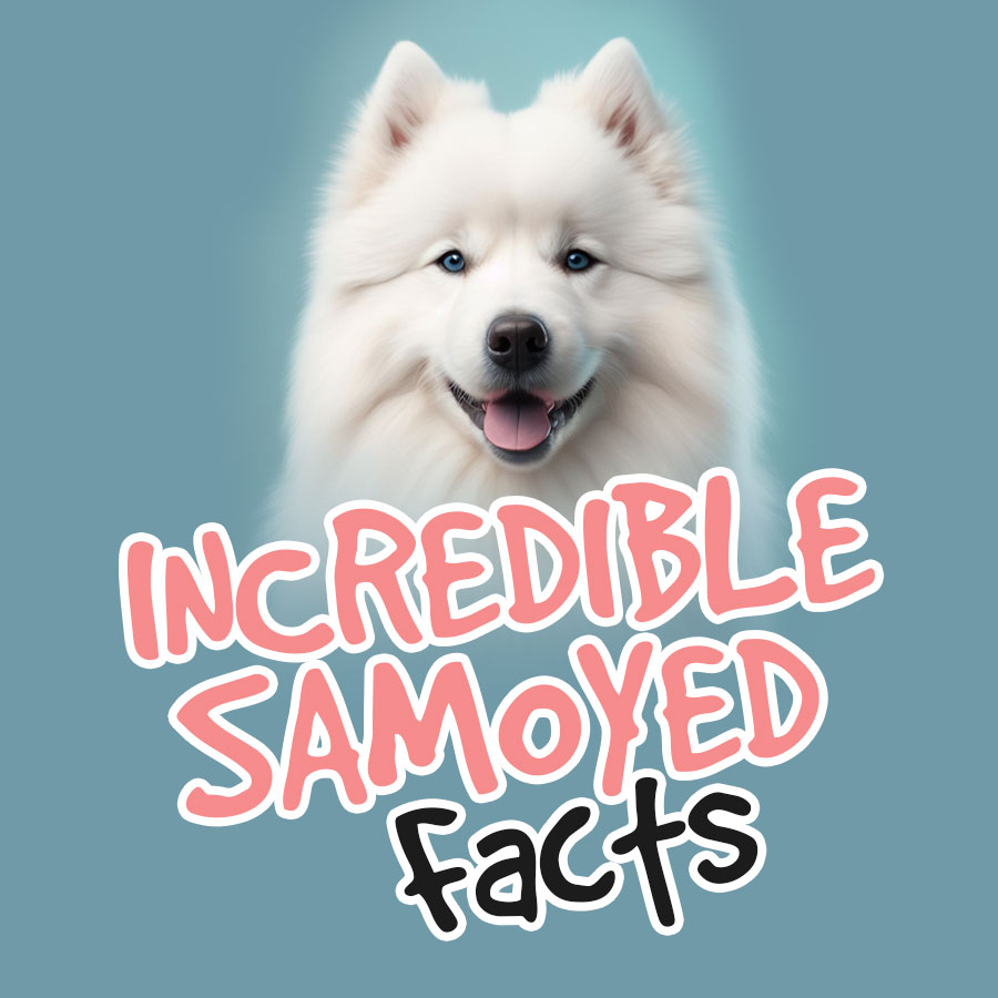 Incredible-Samoyed-Facts