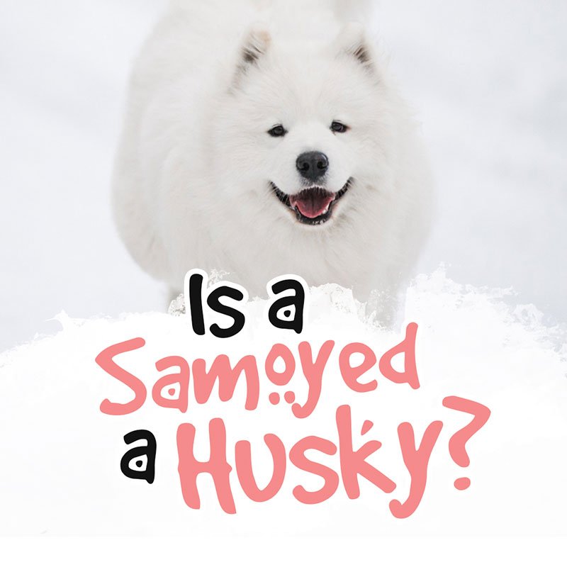 Is Samoyed a Husky