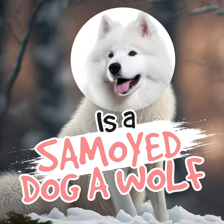 Is-a-Samoyed-dog-a-wolf