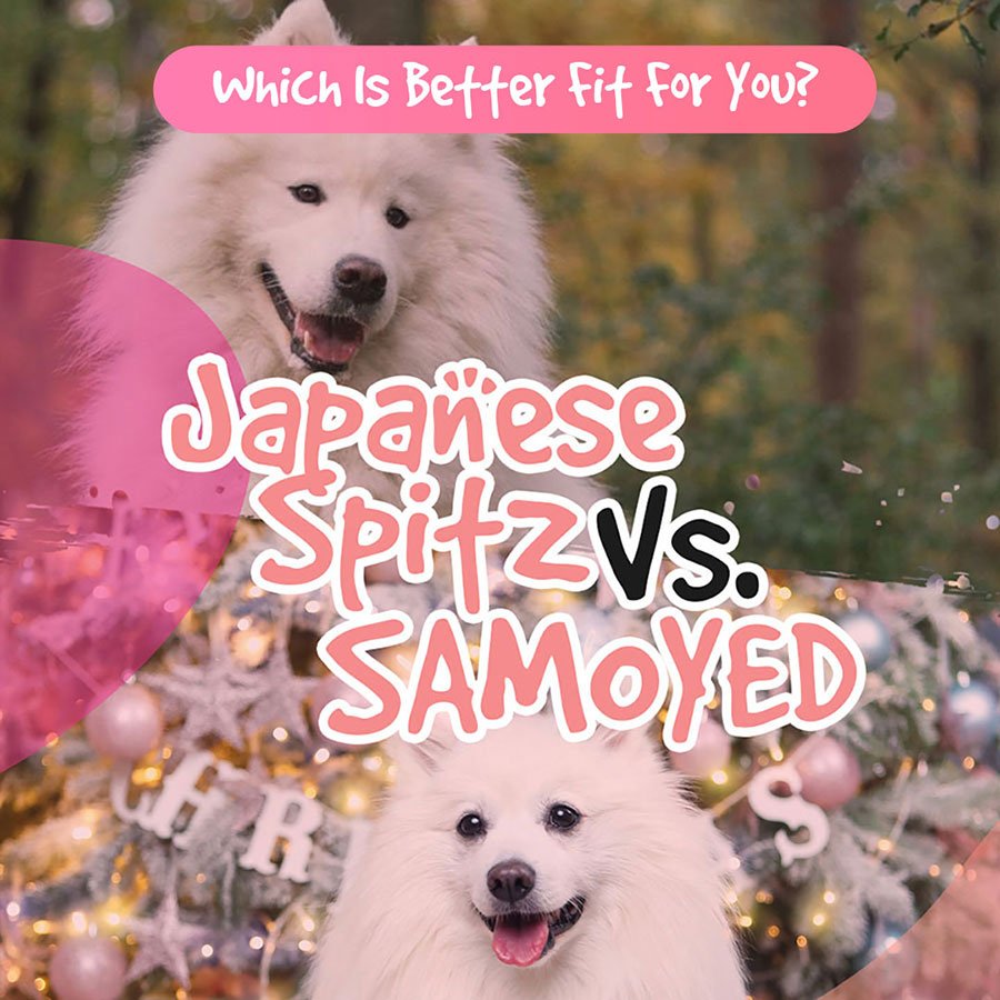 Japanese Spitz Vs Samoyed