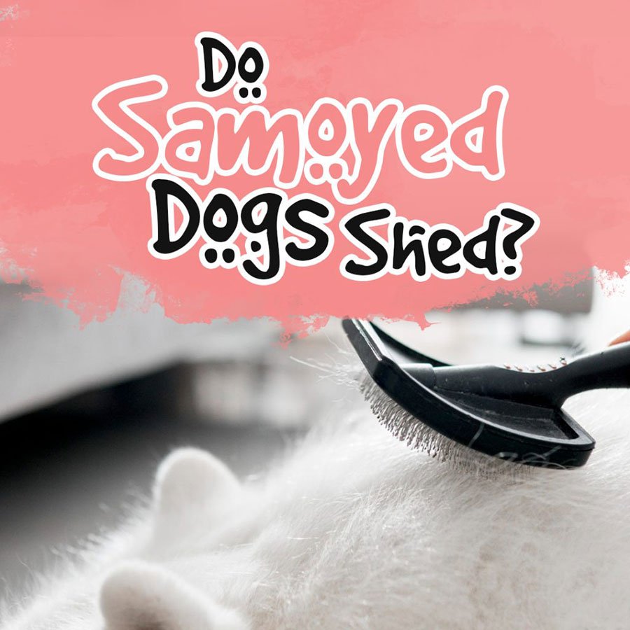 Do Samoyed Dog Shed?