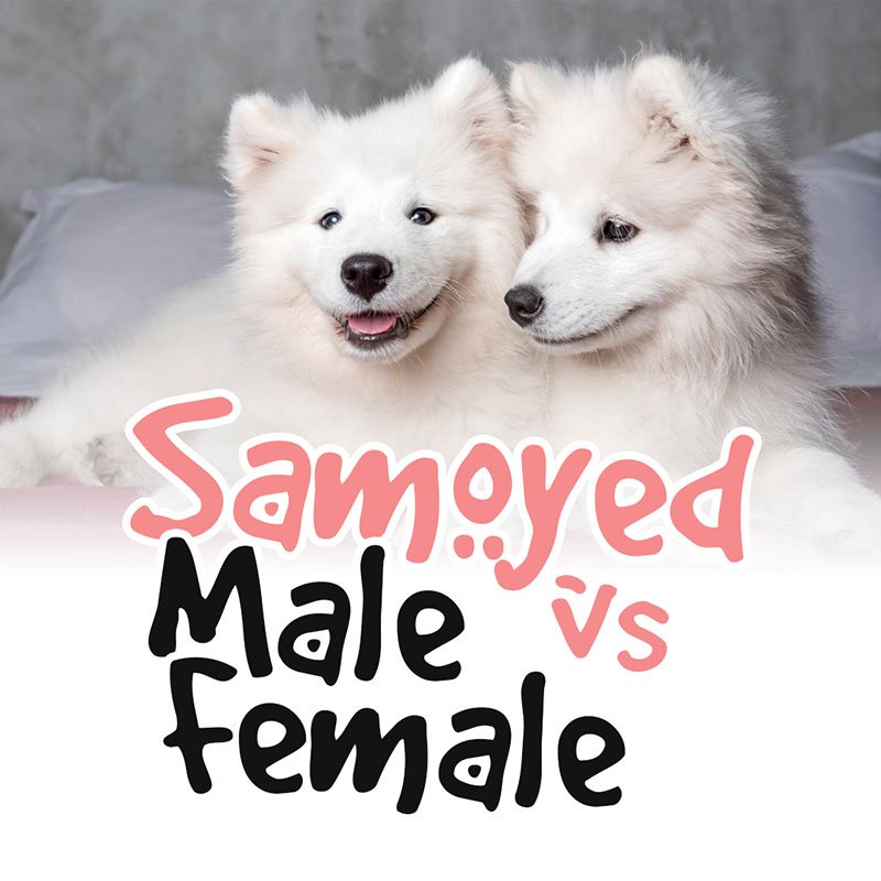 Samoyed Male vs Female