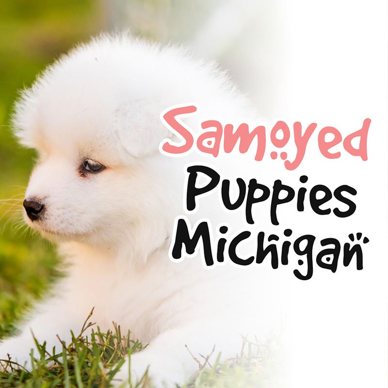 Samoyed Puppies Michigan