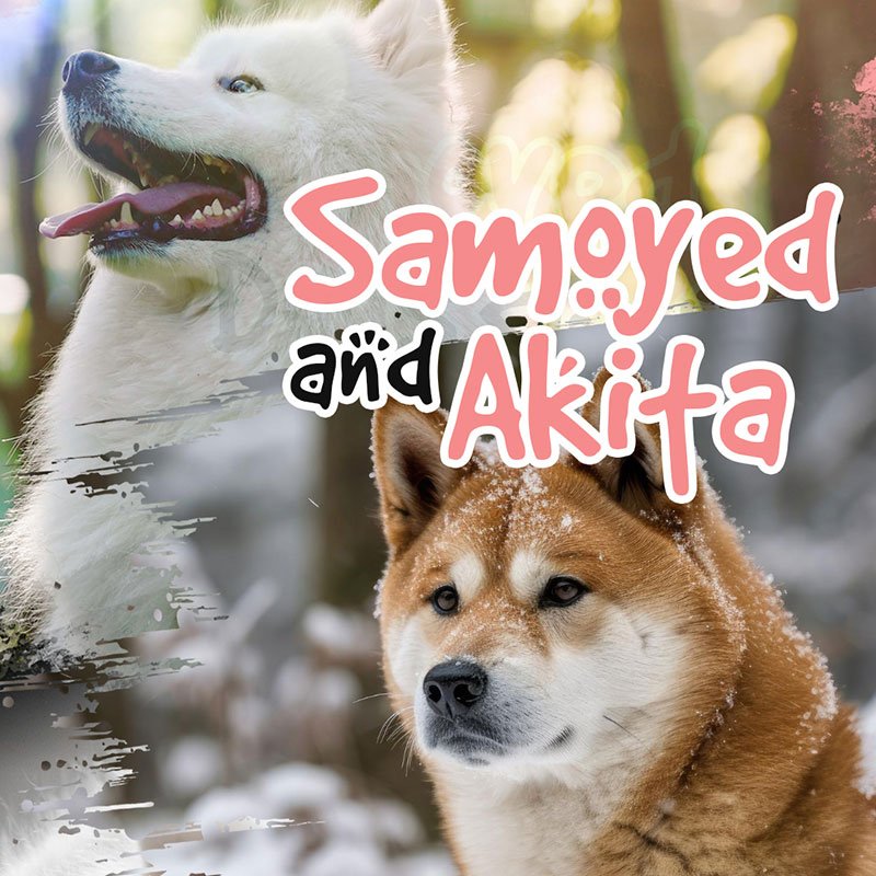 Samoyed and Akita