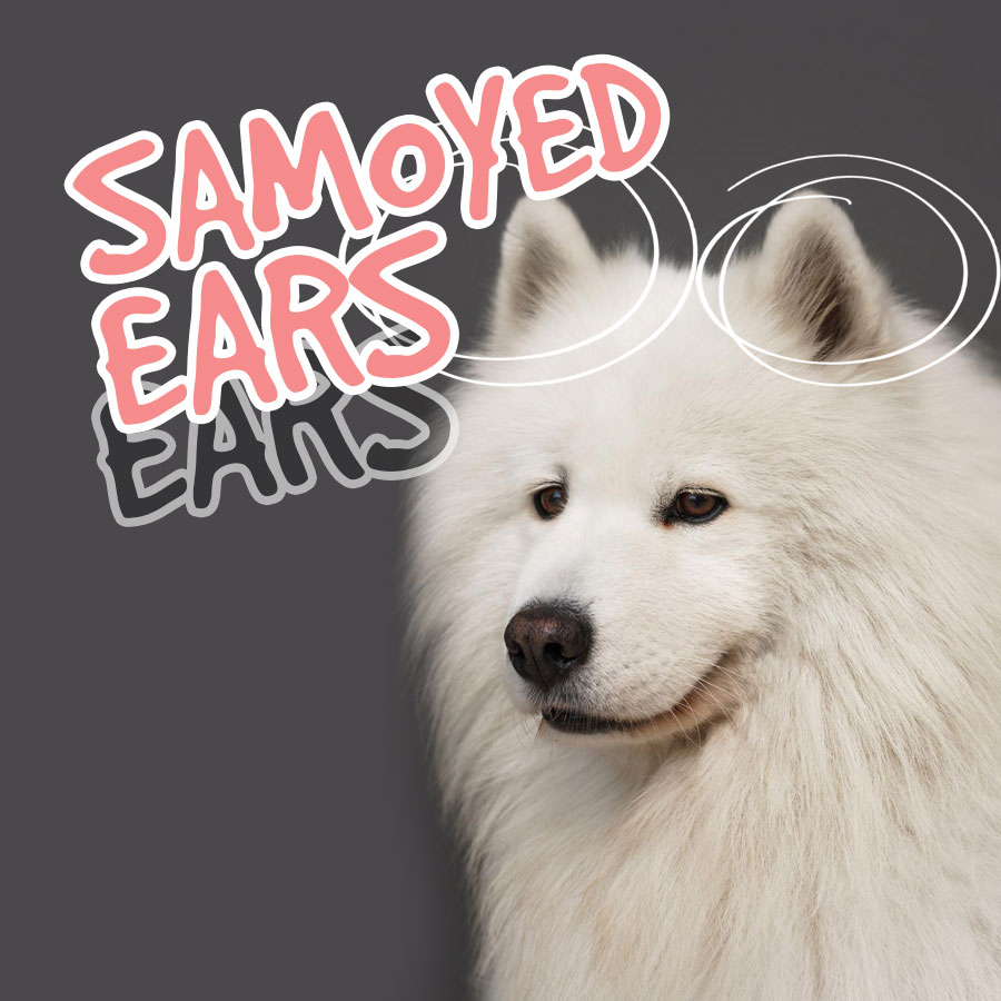 Samoyed-ears