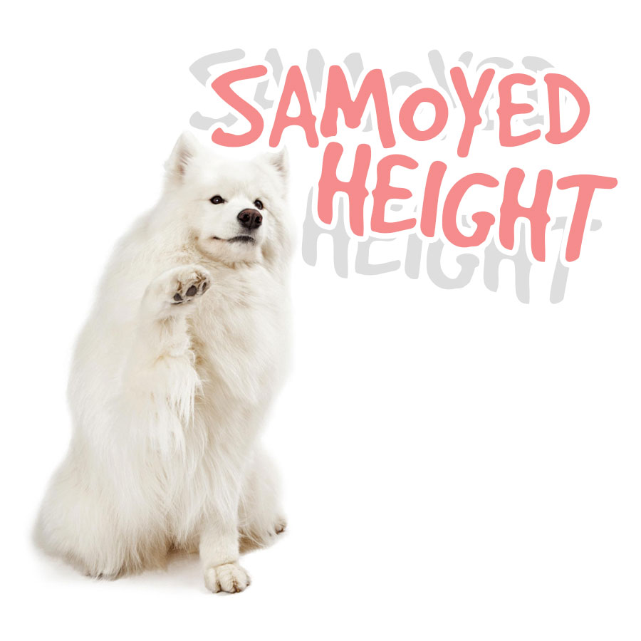Samoyed-height