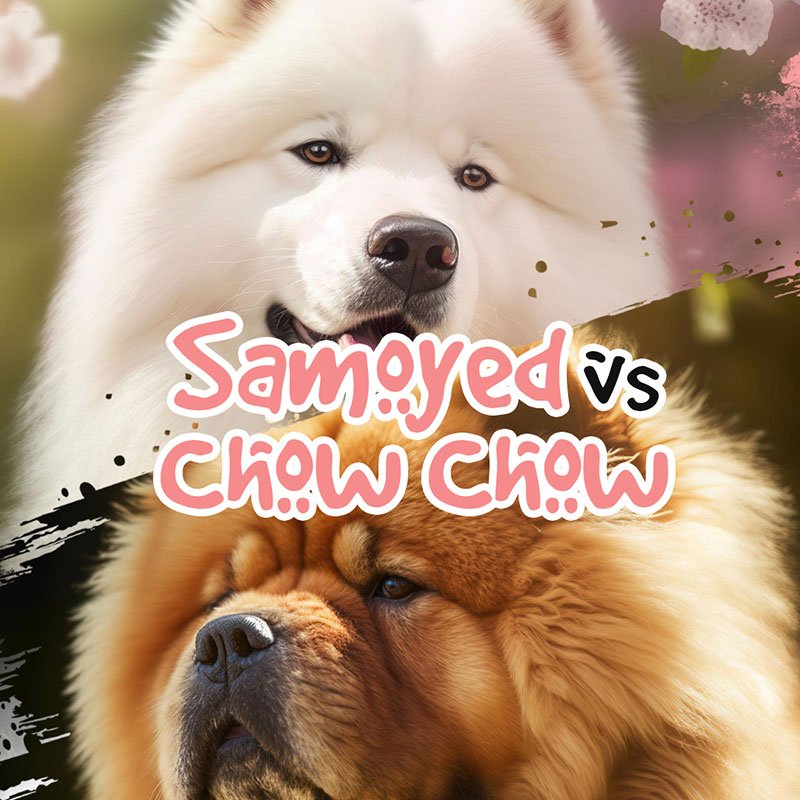 Samoyed vs Chow Chow