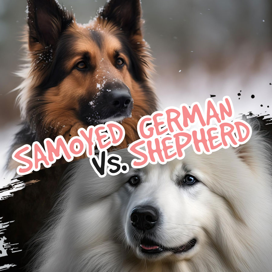 Samoyed-vs-german-shepherd