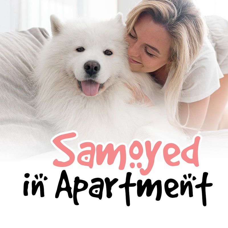 Samoyeds in an Apartment