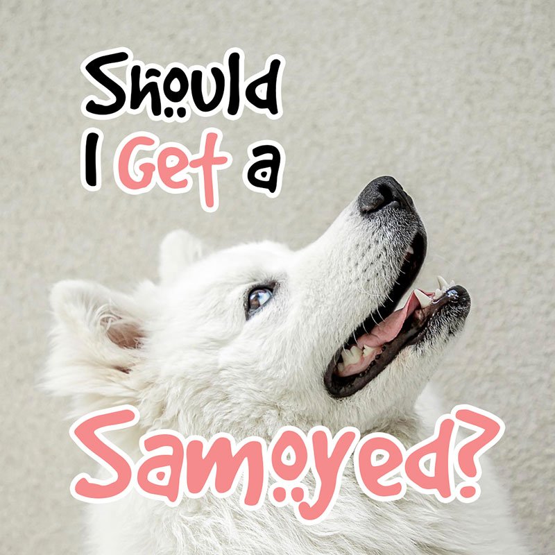 Should I Get a Samoyed