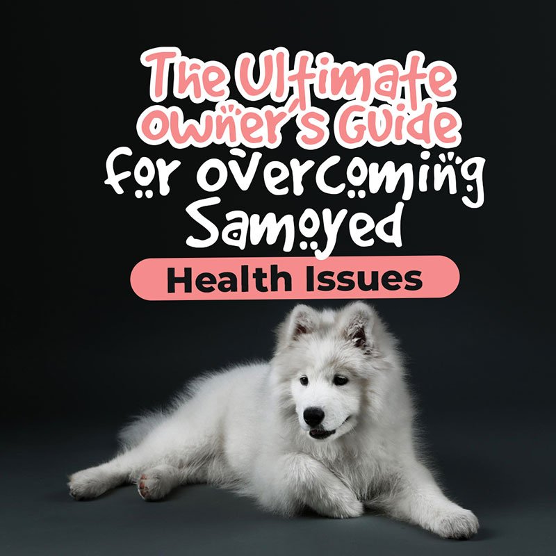 Samoyed Health Issues