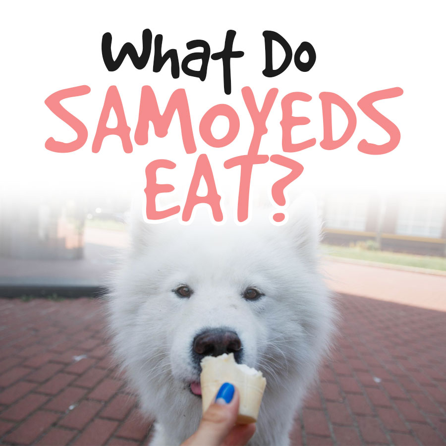 What-Do-Samoyeds-Eat