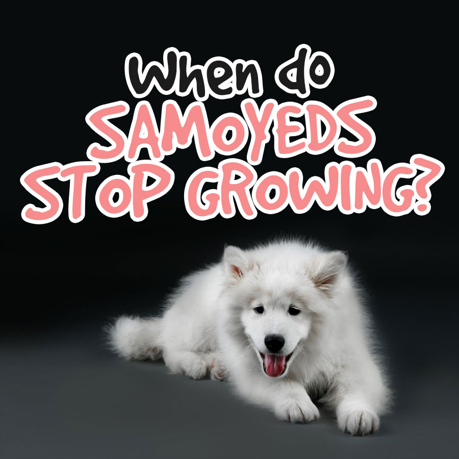 When-do-samoyeds-stop-growing