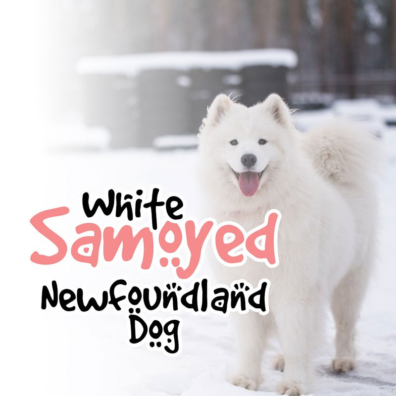 White Samoyed Newfoundland Dog
