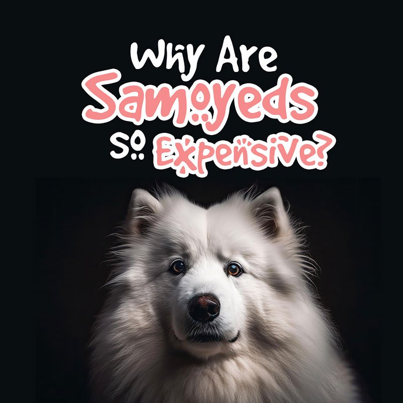 Why Are Samoyeds So Expensive