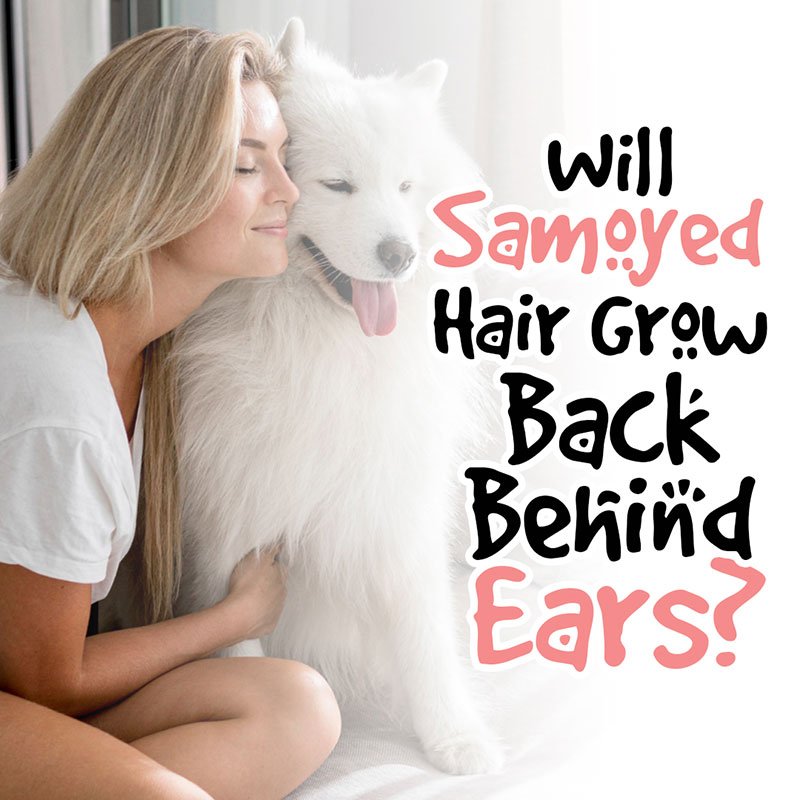 Will Samoyed Hair Grow Back Behind Ears