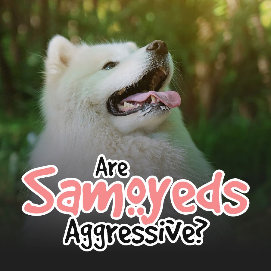 Are Samoyeds Aggressive?