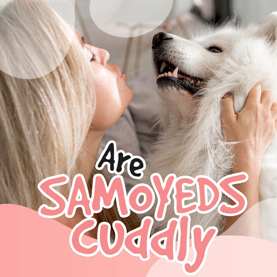 are-samoyeds-cuddly