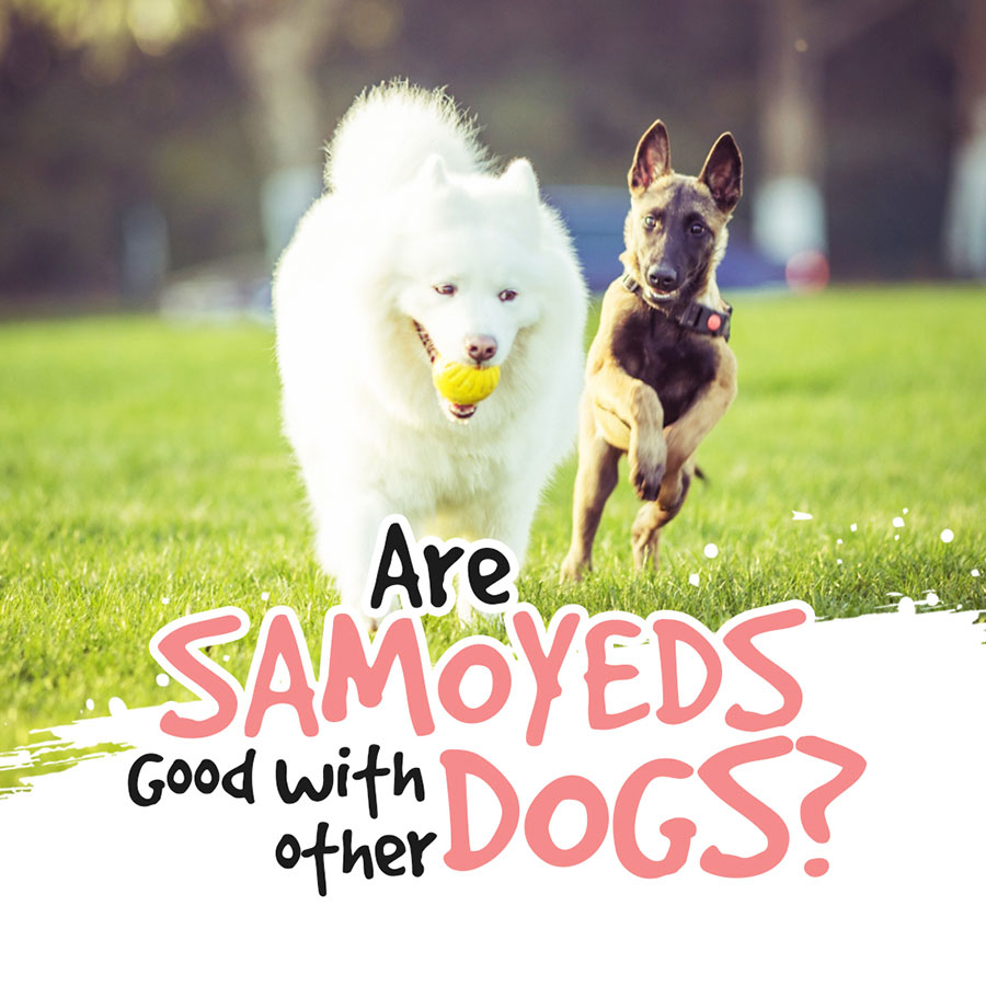 are-samoyeds-good-with-other-dogs