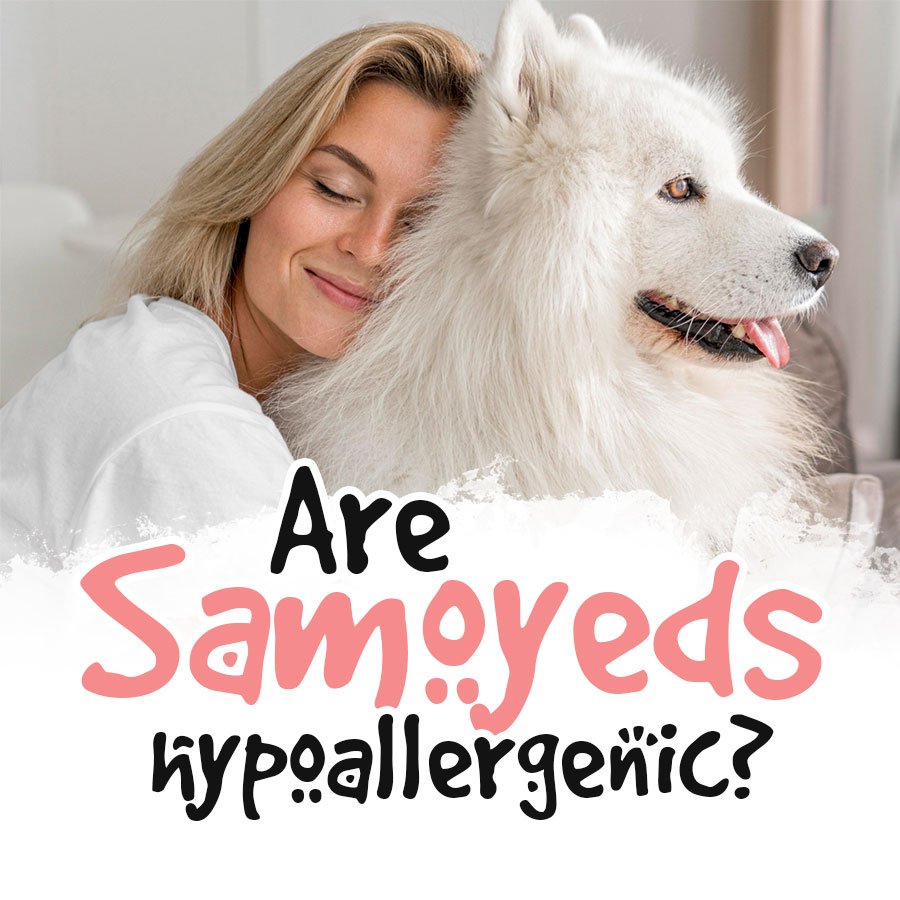 Are Samoyed Dog Hypoallergenic?