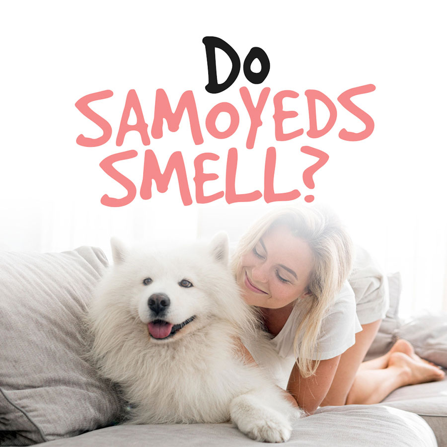 do-samoyeds-smell