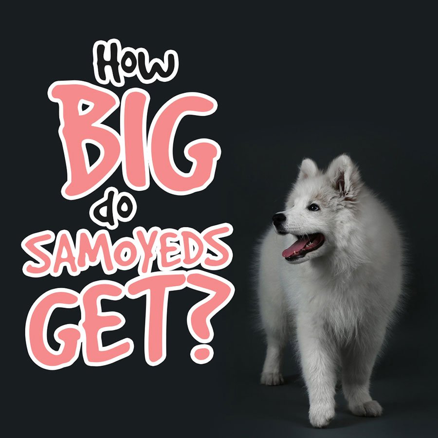 how-big-do-samoyeds-get