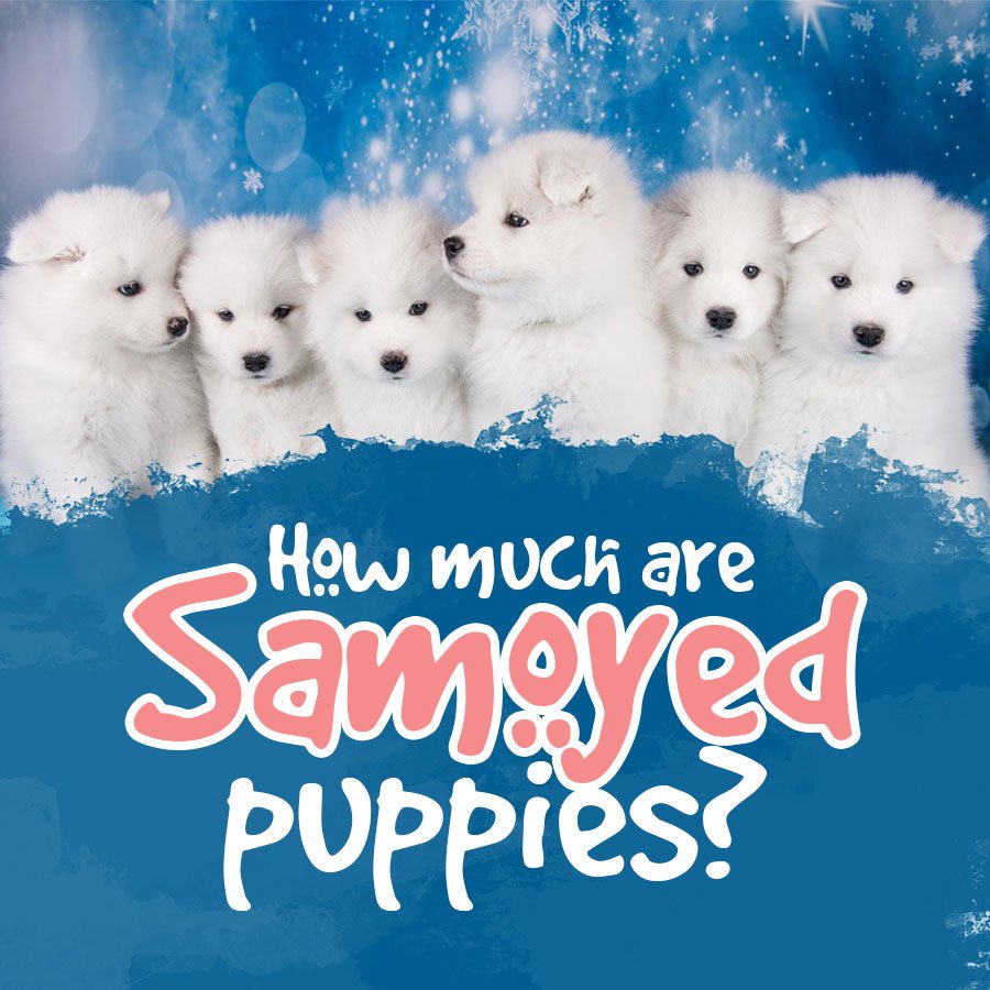 How much are samoyed puppies?